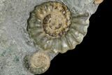 Fossil Ammonites (Promicroceras) Plate - Lyme Regis #110724-2